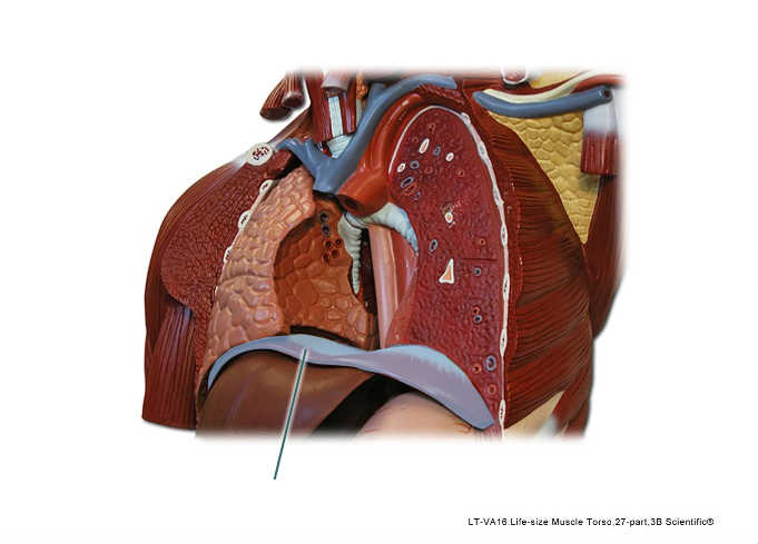 Respiratory System Anatomy Lab Models