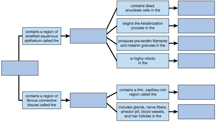 Skin Regions And Layers Concept Map Solved: Complete The Concept Map To Name The Major Layers 