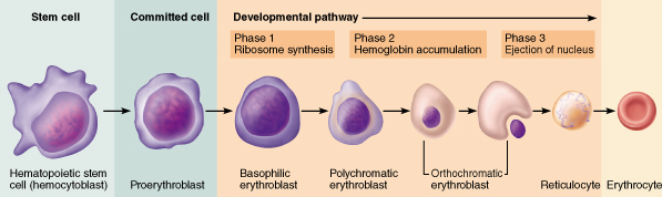 Development of erythrocytes from hematopoietic stem cells.