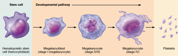 Pathway of thrombopoiesis.