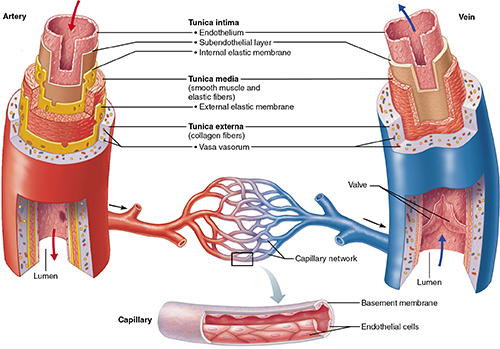 A comparison of the histological  layering of arteries, veins, and capillaries.