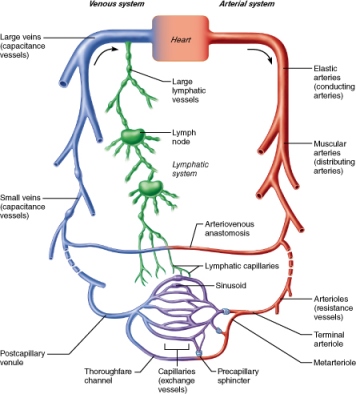 Summary of the major vessels encountered in a circuit of blood, including the relationship with lymphatics.