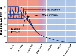 Changes in blood hydrostatic pressure in a circuit of blood. 