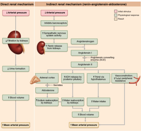 Regulation of blood pressure by the kidneys resulting from direct and indirect mechanisms.