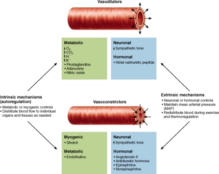 Influences on blood flow through tissues as regulated by vessel dilation and constriction.