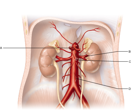 Arterial distribution of blood to the abdomen.