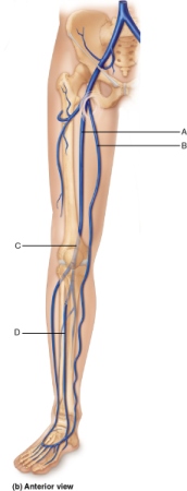 Venous return from the lower extremity.