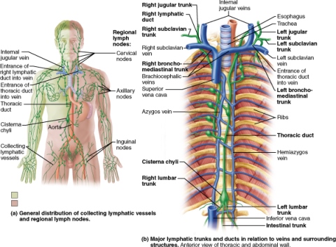 General lymphatic drainage of the body with major vessels and lymph nodes, along with detail of the thorax.