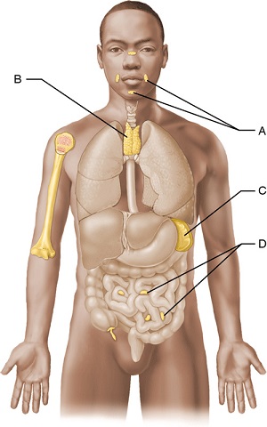 Primary and secondary lymphatic organs of he body.