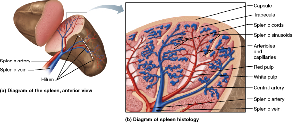 Gross and histologic anatomy of the spleen.