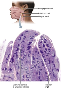 Histology and anatomical positions of  tonsils. 