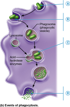 Ingestion and digestion of bacteria by a phagocytic cell.