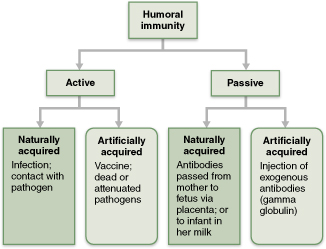 Various combinations of active v. passive and acquired v. natural immunity.