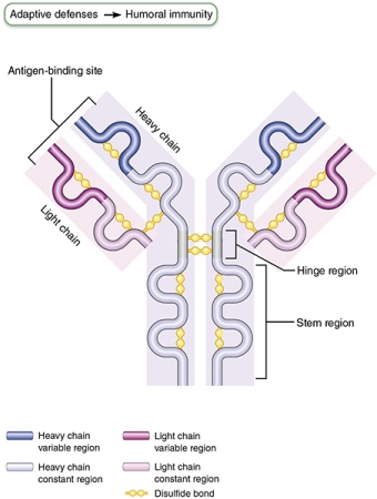 Structure of an antibody molecule.