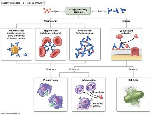 Activities of antibody against antigenic targets.