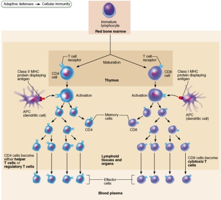 Steps in presentation to T cells and subsequent activation and differentiation.
