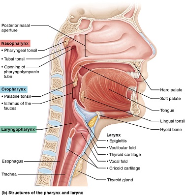 Sagittal section of the nasal passages, mouth, pharynx, and larynx.