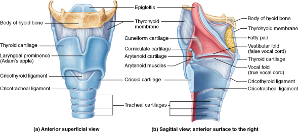 Anterior view and sagittal section of the larynx. The anterior view has the hyoid bone at the top. The thyrohyoid membrane attaches it to the large thyroid cartilage. Under it lies the cricoid cartilage and then the rings of the tracheal cartilages. The sagittal view has the thyroid cartilage turned to the right. The epiglottis runs vertically inside the larynges from above to the thyroid cartilage.