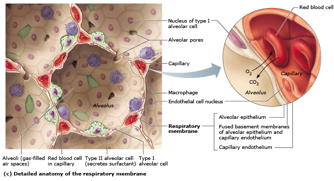 Histological structure of lung alveoli and capillary gas exchange.