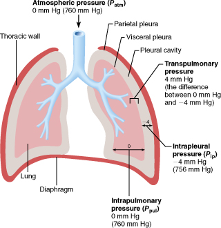 Pressures in and around lung tissue that relate to the action of breathing.