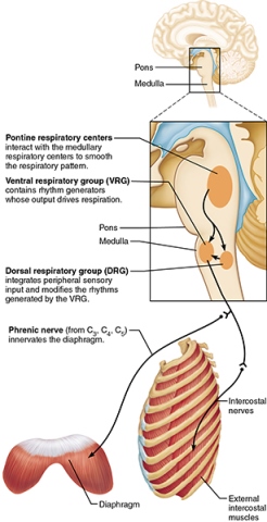 Neural relationships between CNS respiratory centers and muscles of breathing.