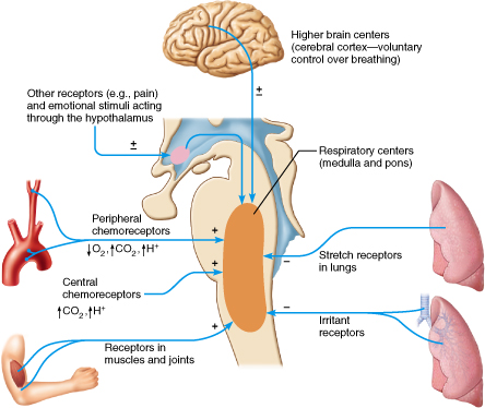 Physiological factors that affect respiratory centers.
