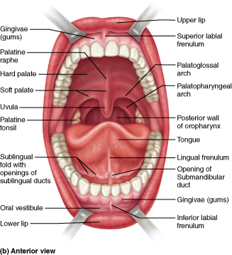 Anterior view of the oral cavity with mandible depressed.
