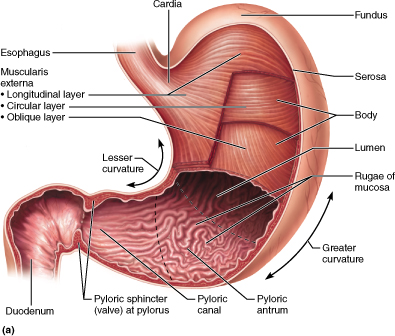 Gross anatomy of the stomach and arrangement of the basic layers of the stomach wall. The esophagus enters the stomach at the upper left side, the fundus is on the right. The body of the stomach has the lesser curvature on the left, the greater curvature on the right, and the lumen with folds of the inner layer. The pyloric sphincter divides the lower left side of the stomach from the duodenum.