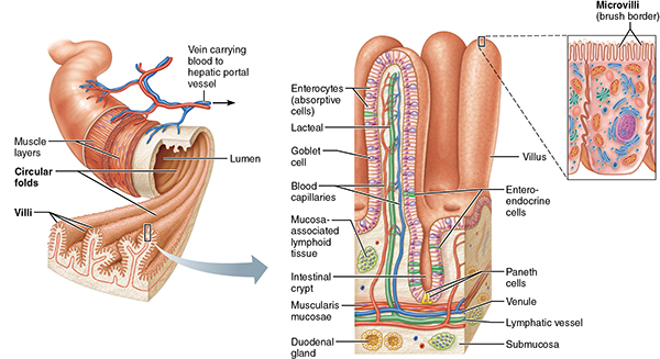 Gross and histological structure of the small intestine and its specialized absorptive features.