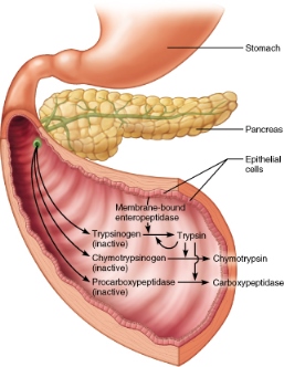Chemical action of proteases in the small intestine.