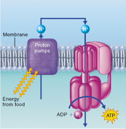 Manufacture of ATP through oxidative phosphorylation.