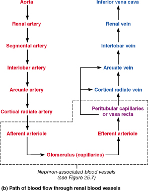 Schematic of flow of blood into and through the kidney.
