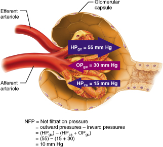 Calculation of net filtration pressure in a glomerular corpuscle.