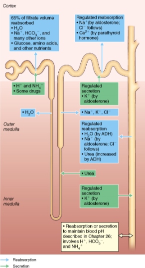 Summary of chemical exchanges at functional areas of the nephron.