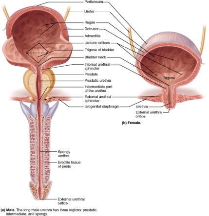 Sectional views of the male and female urinary bladder and urethra. The male urethra runs through the prostate and to the outside through the penis. The female urethra is short and runs from the bladder to the external urethral orifice.