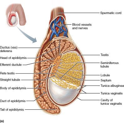 Parasagittal section of a testis and spermatic cord. The spermatic cord above the testis contains the ductus deferens, blood vessels and nerves. The ductus deferens forms curved structures of the epididymis that enter the testis and create a network of seminiferous tubules. 