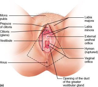 Superficial view of the female genitalia.