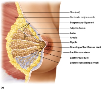 Partial section of the female breast during lactation.