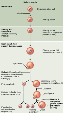 Stages of meiotic division typical in the formation of oocytes.