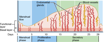 Changes in the endometrium during the uterine cycle.