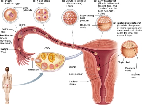 Mitotic division in the early embryo leading to the implantation stage.