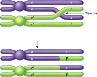 Result of crossing over of chromatids during meiosis.